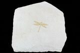 Fossil Dragonfly (Tharsophlebia) - Solnhofen Limestone #77832-1